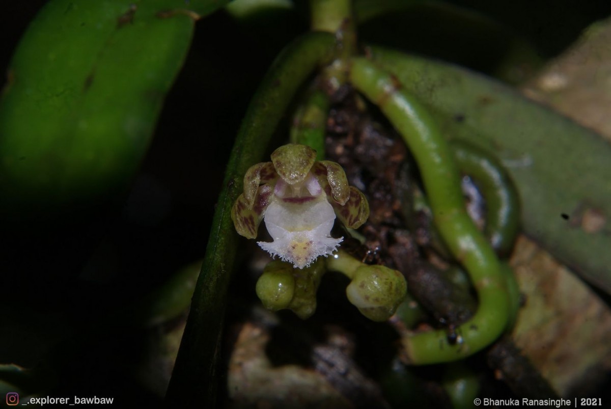 Gastrochilus acaulis (Lindl.) Kuntze